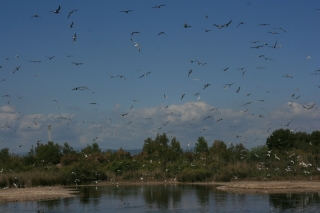 Naturpark La Albufera